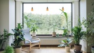 The Tropical Tree That Thrives With Indoor Containers And Bears Plenty Of Fruit