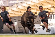 Colorado to debut new live buffalo mascot against Wyoming
