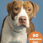 Valley dog who was impaled on fence now looking for ‘furever’ home