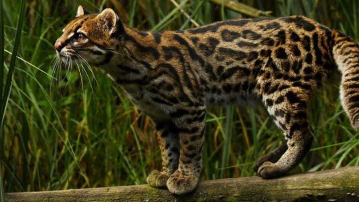 ¿Sabías que el Tigrillo Andino, presente en Risaralda, está en peligro de extinción? : CARDER
