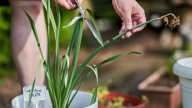 Si tu planta está seca, no la tires, mirá cómo revivirla con este truco usando solo 3 ingredientes