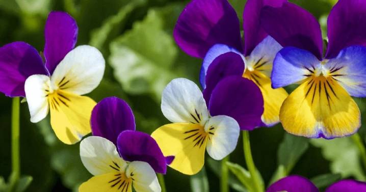 Primavera en casa: cinco flores y trucos de jardinería para tener un patio soñado