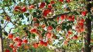 El éxito de los viveros en tu jardín: 3 trucos fáciles para que tus árboles frutales florezcan sin parar