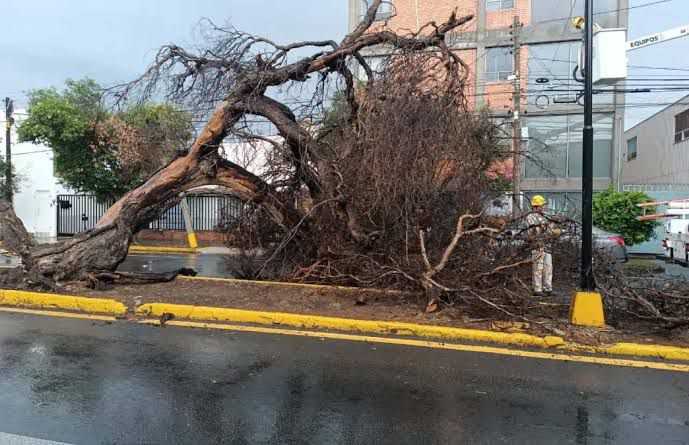 Saldo de tres árboles caídos en la capital, tras precipitaciones