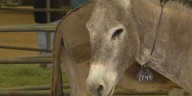 Missouri man charged with assault after forcing donkey-drawn cart off rural roadway
