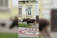 La aventuras del alce Emil mantienen en vilo a una región de Austria