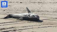 At least three shark deaths linked to algal bloom, investigations show