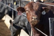El Gobierno confirmó que seguirá el esquema de retenciones cero para la carne hasta el 31 de octubre