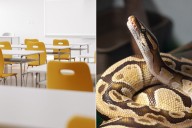 Texas Teacher Accused of Feeding ‘Ailing’ Kitten to Snake at School