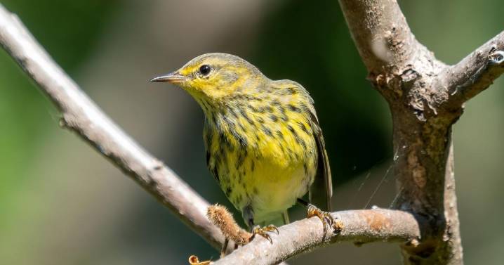 Feathered Friends: Birding action is everywhere on the farm