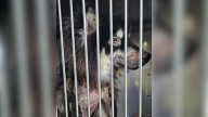 California Dog Who Was Neglected Stuns Everyone With His Magical Transformation