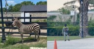 Helicóptero, zoológico y autos de lujo: los excesos del cártel "La Barredora" en Tabasco