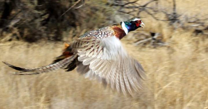 Youth pheasant hunting season kicks off in October