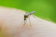Primera muerte en 20 años por extraño virus transmitido por mosquitos alarma a Carolina del Sur: estos son los síntomas