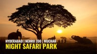 Telangana to Get Two Night Safari Parks: One at Hyderabad Nehru Zoo, Another in Muchar