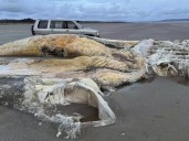 Hallaron el cadáver de una gigantesca y misteriosa criatura marina