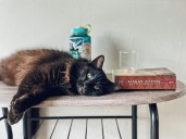 Read Some Books, Adopt A Cat  @ Yakima's Kitty Café Event