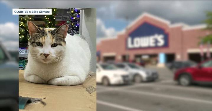 Missing for weeks, there's now an 'exciting update' in search for Richmond's beloved Lowe's cat Francine