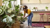 The Perennial Houseplant That's Almost Impossible To Kill (No Green Thumb Required)