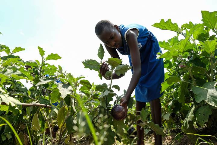 África no necesita más promesas climáticas. Necesita capital