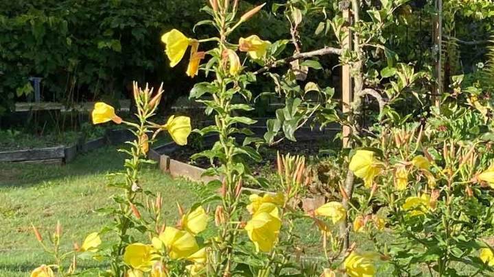 Primrose turns blooming into a dramatic moment