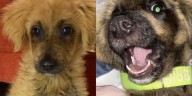 Anastasia, la perrita rescatada tras ser decolorada para venderla como golden retriever tuvo su final feliz
