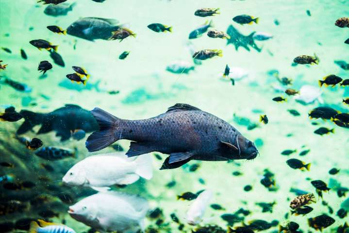 Estudian el uso de peces larvívoros para controlar mosquitos y prevenir enfermedades