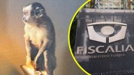 "A través de una ventana, huyó del lugar": Fiscalía explica extravío de mono que había sido encontrado en operativo narco
