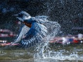 Chileno gana el "Gran Premio en los Audubon Photography" con una foto de un martín pescador