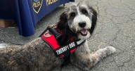 Wilmington, Massachusetts police therapy dog Zena killed in crash