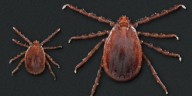 Asian long-horned tick infecting Iowa cattle