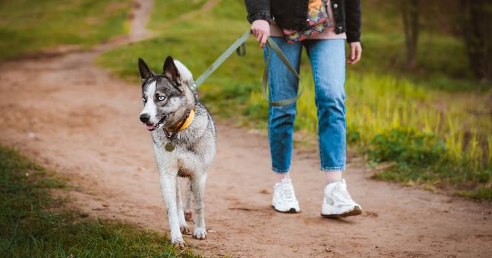 Dog owners urged to act as toxic autumn problem sparks £2,000 emergency