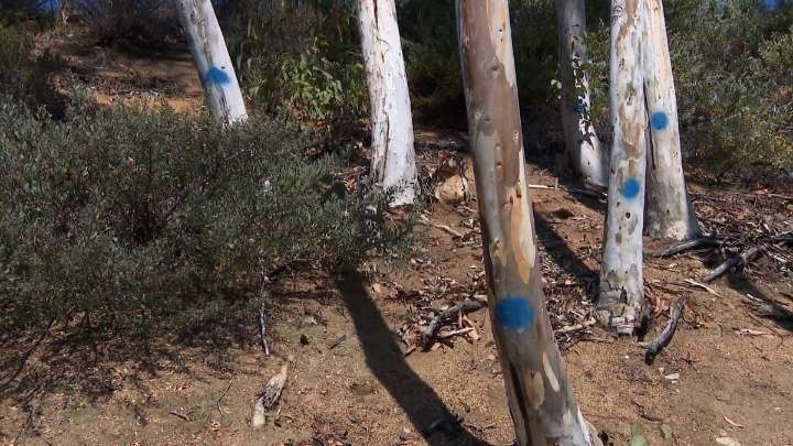 Poway starts cutting down thousands of trees to mitigate fire danger