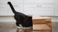 Why Do Cats Have Tails? All About the Expressive Spine Extension
