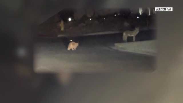 Cat in Nevada follows coyote in viral video