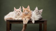 Don’t miss these purrfect finds during Amazon Cat Week: automatic litter boxes, beds and toys are all on sale
