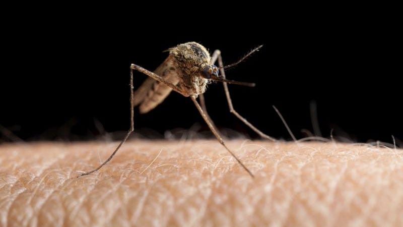Clark County reports first human case of West Nile virus in 2025