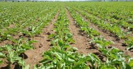 ASAJA y el resto de organizaciones agrarias rechazan la nueva PAC y advierten de movilizaciones si no se rectifica