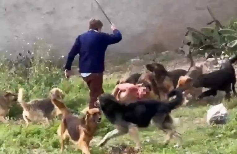 Después del ataque de la jauría de perros, “Cachito” fue detenido nuevamente por la Policía