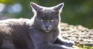 6 cats killed by blow gun in Boonsboro, cash reward offered for leads to those responsible