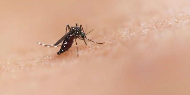 SSJ reporta reducción en casos de dengue en la entidad