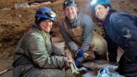 A mammoth discovery in the Bighorn Basin