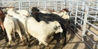 Respaldan cerco en la frontera sur; controlan ganado