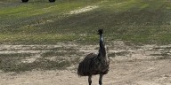 Have you seen this bird? Tom the Emu missing in Seminole County