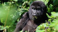 What to know about endangered gorillas and tourist tours tracking them