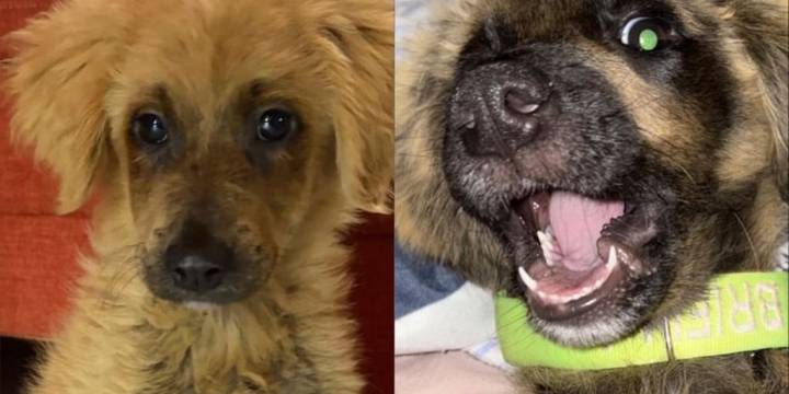 Anastasia, la perrita rescatada tras ser decolorada para venderla como golden retriever tuvo su final feliz