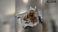 Apparent human remains found during luggage check at Tampa airport: CBP