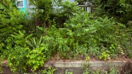 The Fast-Growing Fall Weed You Might Actually Want In Your Yard
