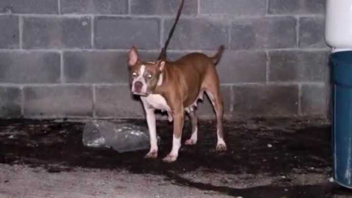 Ciudadanos Exigen Castigo por Presuntos Casos de Maltrato Animal en Santa Catarina, Nuevo León