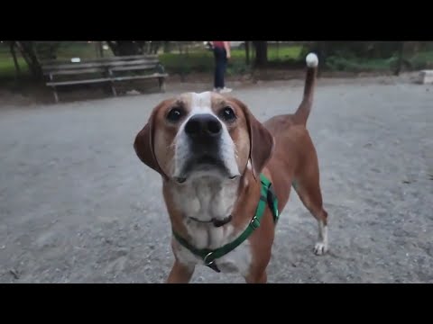 New York City's best neighborhoods for dog lovers ranked